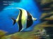 phuket_aquarium_fish